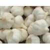 pure white fresh garlic