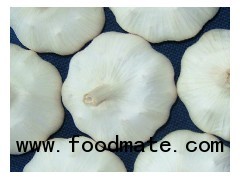 pure white fresh garlic