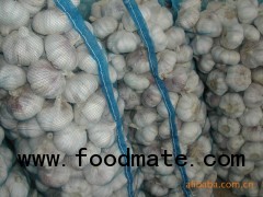 normal white garlic