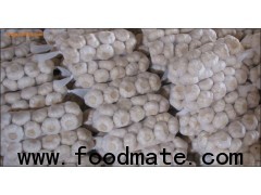 fresh normal white garlic