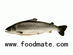 Atlantic Farmed Salmon from Norway ( Salmo Salar)