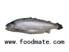 Atlantic Farmed Salmon Trout from Norway (Oncorhynchus mykiss)