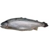 Atlantic Farmed Salmon Trout from Norway (Oncorhynchus mykiss)