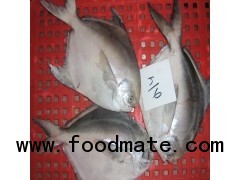 SILVER POMFRET