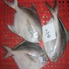 SILVER POMFRET