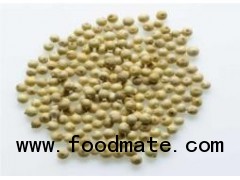 Celery Seed (8 to 12.5% VO)
