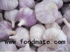 China normal white garlic