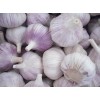 China normal white garlic