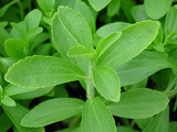 Sunwin Stevia