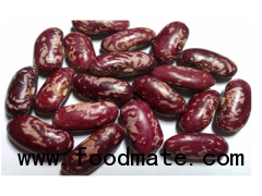 Purple kidney bean