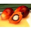 Crude Palm Oil (CPO)