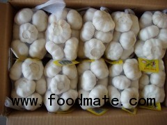 Fresh garlic in small packing