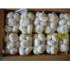 Fresh garlic in small packing