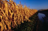 ‘neglected’ grains