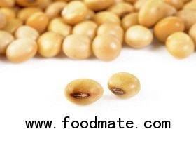 soybean