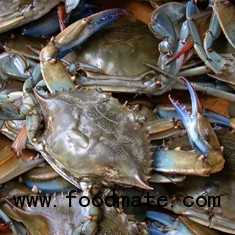 blue crab