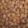 Star anise from Vietnam