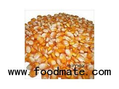 Corn maize dried
