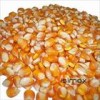 Corn maize dried