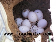Sulcata Tortoise  Eggs