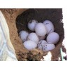 Sulcata Tortoise  Eggs