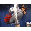 Congo African Grey Parrot