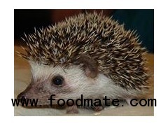 African pygmy hedgehogs