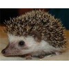 African pygmy hedgehogs