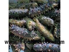 Dried Spiky Sea Cucumbers