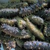 Dried Spiky Sea Cucumbers