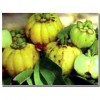 Garcinia Cambogia Extract