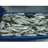 Sardine for Bait