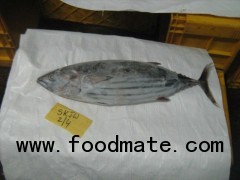 Frozen skipjack Whole Round