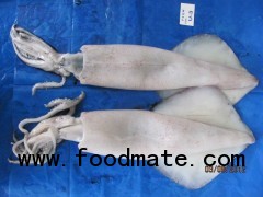 Indian LOLIGO SQUID