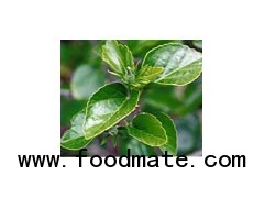 Indian Herbs Products