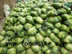 Fresh cabbage from Vietnam