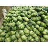 Fresh cabbage from Vietnam