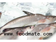 Whole Pangasius