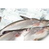 Whole Pangasius