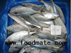 FROZEN INDIAN MACKEREL