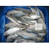 FROZEN INDIAN MACKEREL