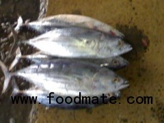 FROZEN SKIPJACK TUNA