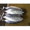 FROZEN SKIPJACK TUNA