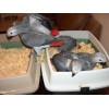African Grey Parrots and fertile Hatching Eggs