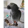 AFRICAN GREY PARROTS,FERTILIZED PARROT EGGS