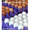 GURU EXPORTS, INDIA. EXPORTERS OF COWDUNG, ONION, POTATO, DRY CHILLI, FRESH CHICKEN EGGS