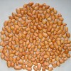 Groundnut kernel