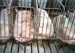 Gestation Crates