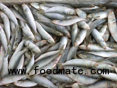 Indian Oil Sardine( Sardinella Longiceps )Whole Round