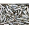 Indian Oil Sardine( Sardinella Longiceps )Whole Round